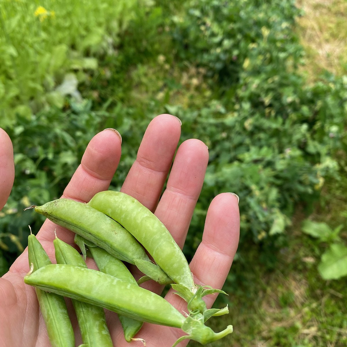 SeymourFarmMkt's tweet photo. Who's ready to get their hands on some fresh produce?!  Opening day of our summer season is Saturday, 8am-12pm.  We take SNAP/EBT and double your dollars.  We'll have a drive-thru available for anyone who needs it.  Start your weekend with us! 😃 https://t.co/01CacwsUtG