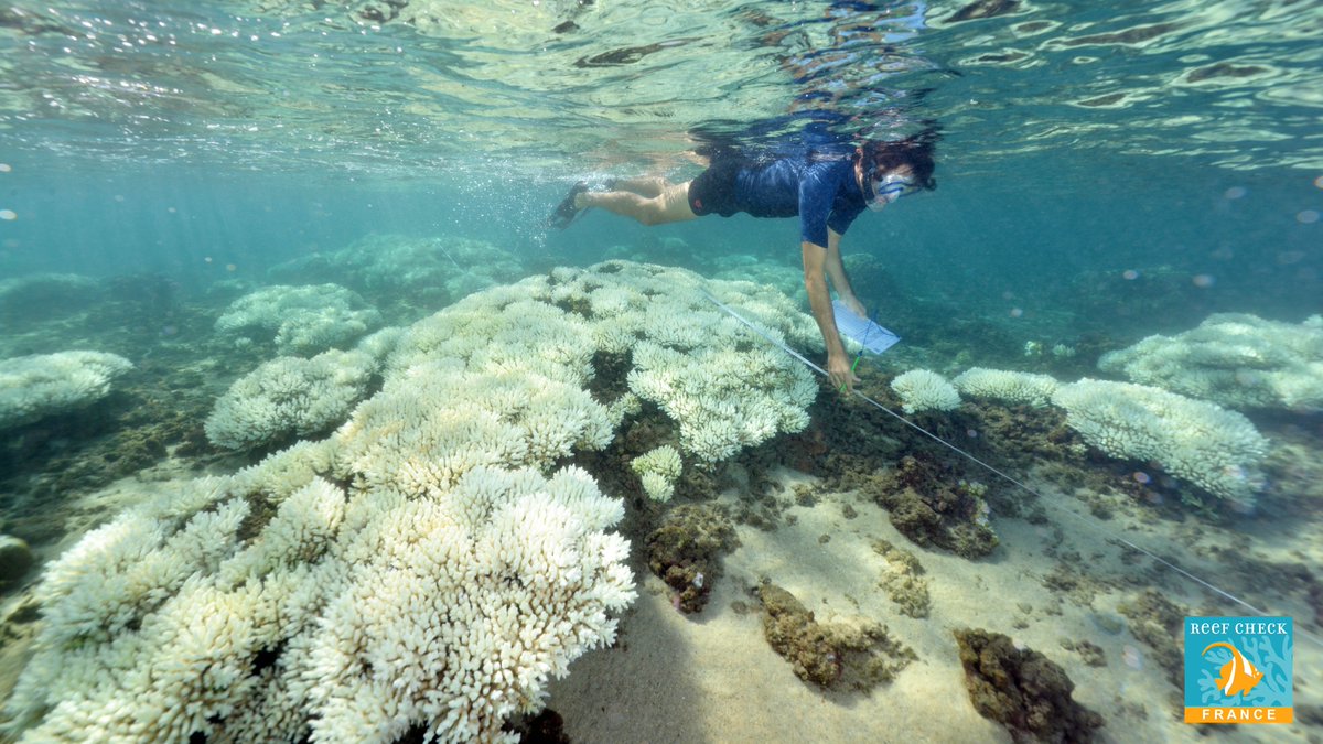 Coral mortality after bleaching is associated w/ heatwaves AND local conditions, including macroalgae, suggesting action at all levels is necessary for coral survival, see our new study in @ScienceMagazine using a global dataset collected by @ReefCheck science.sciencemag.org/content/372/65…