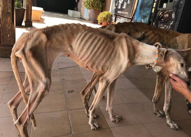 Dv8World's tweet photo. "La cruauté envers les animaux est une violation d'un devoir de l'homme envers lui même." Emmanuel Kant
Ce qui se passe en Espagne est une honte.
https://t.co/cXsvSumQpi
#animaux #animals #animalcruelty #galgos #MaltraitanceAnimale https://t.co/RLrLtTNA2R