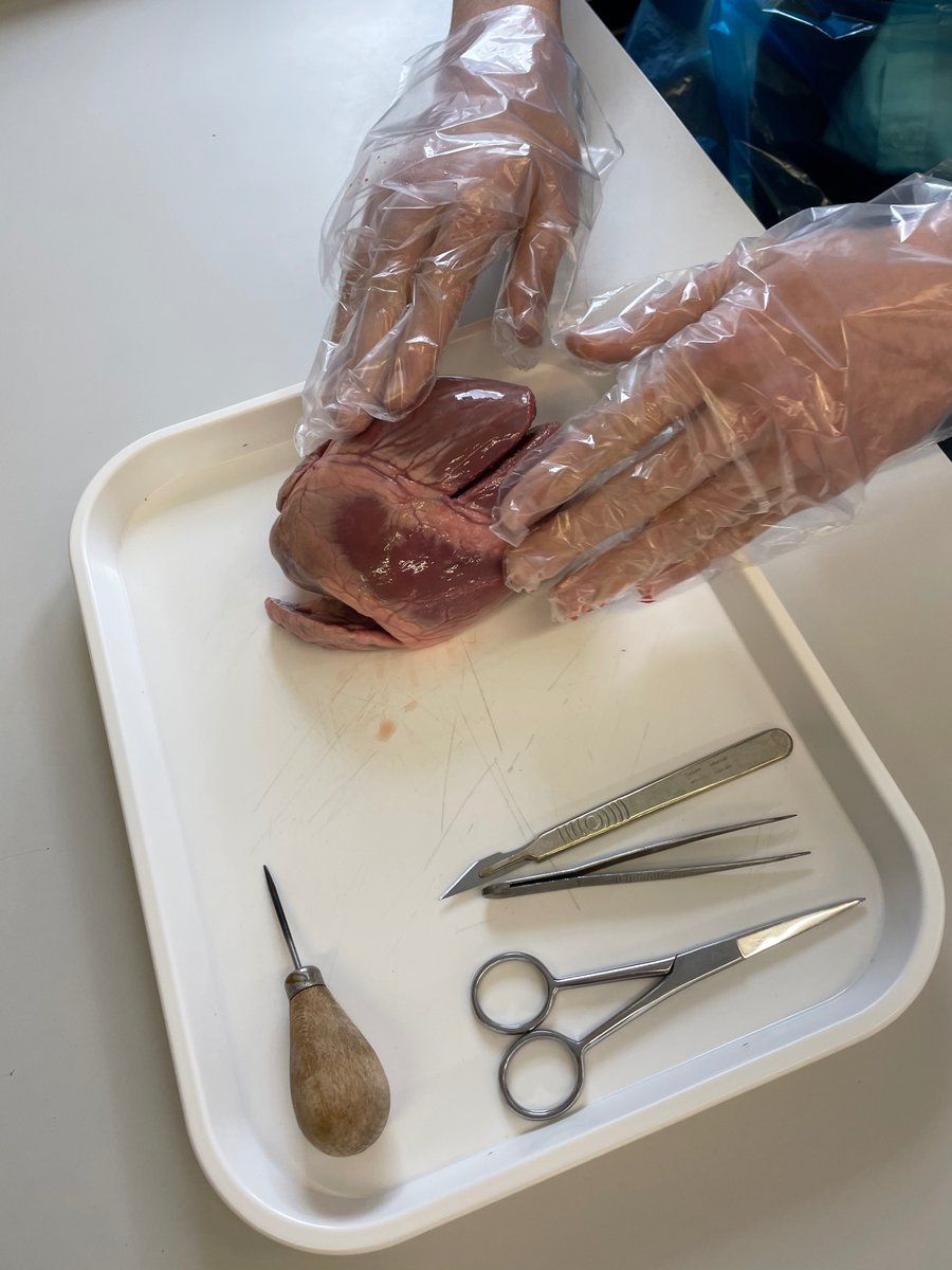 Today, 10S2 have been dissecting Hearts. They used blue and red straws to trace the path of oxygenated and deoxygenated blood #B2Organisation