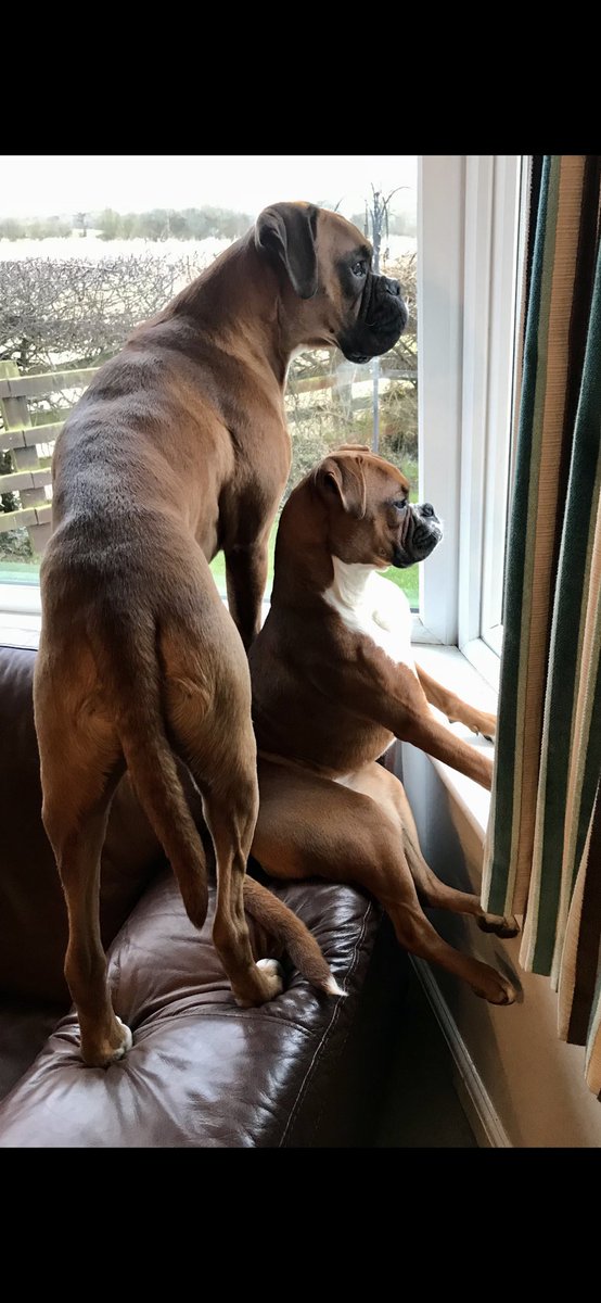Does this count? Luther and Lexi #boxerdogs
