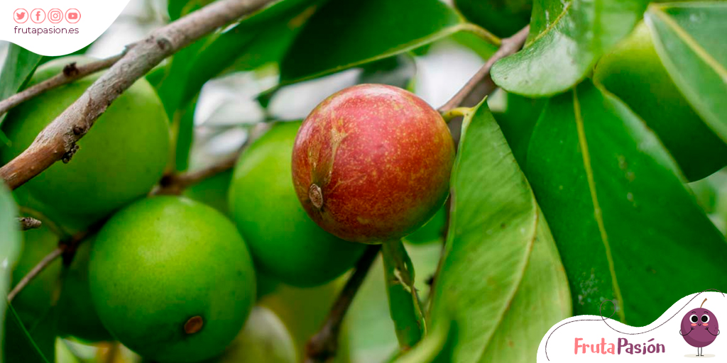 PasionFruta's tweet photo. El camu-camu es una fruta tropical que tiene 50 veces más vitamina C que la naranja.

¿𝐐𝐮𝐢𝐞𝐫𝐞𝐬 𝐬𝐚𝐛𝐞𝐫 𝐦𝐚́𝐬 𝐬𝐨𝐛𝐫𝐞 𝐞𝐥 𝐂𝐚𝐦𝐮 𝐂𝐚𝐦𝐮? 👉 https://t.co/6OGPo0u3NC

#saludable #healthyeating #healthylifestyle #realfood #realfooding #tropicalfruit https://t.co/PoMSJID0xO