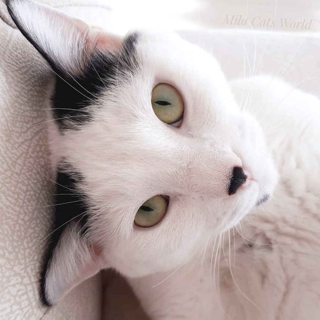 Turkishvanlove1's tweet photo. #cat #cats #CatsOfTwitter #of #catstagram #instagram #catlover #catlovers #catlife #instacat #kitten #kitty #love #meow #pet #cute #dog #catoftheday #pets #kittens #gato #animals #world #animal #cutecat #gatos #petsoftwitter #kittensofinstagram #catlove #bhfyp https://t.co/voUiWbu9Yq