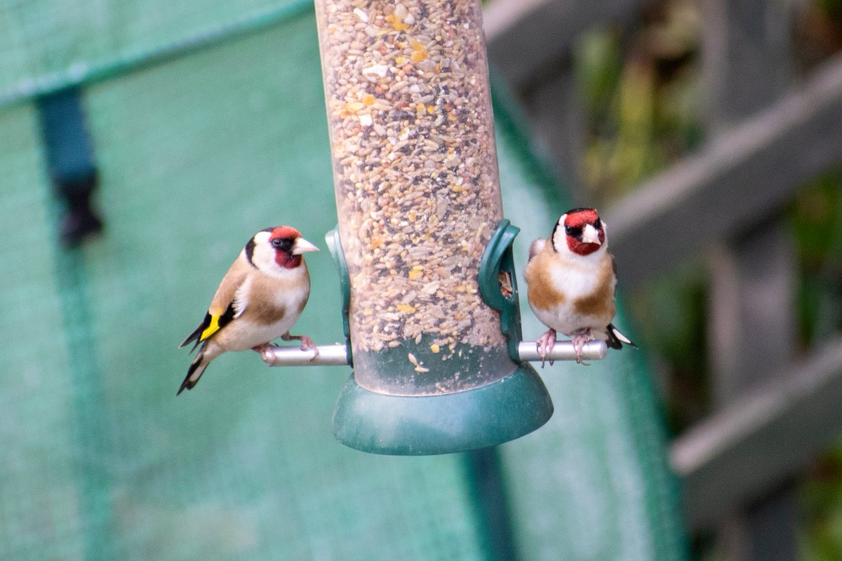 Simon Dunant tweet media