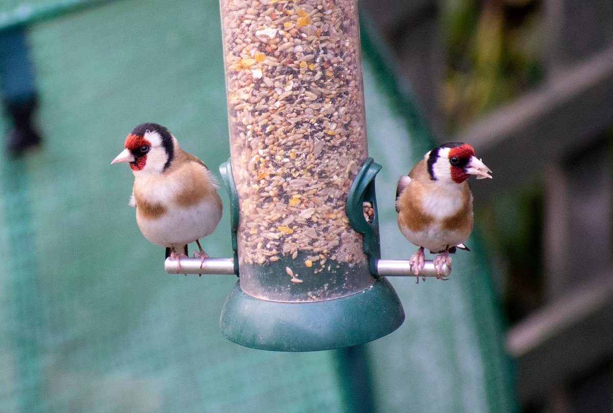 Simon Dunant tweet media