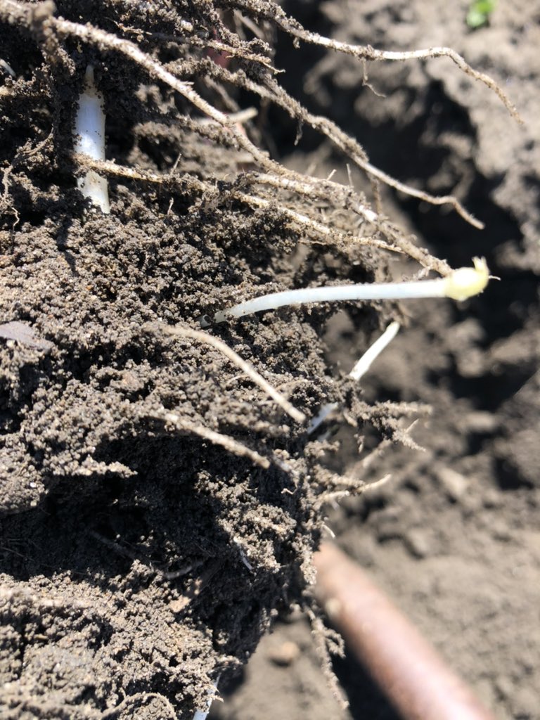 Paulvdb2016's tweet photo. These #potato fields will be bringing some delicious spuds in July and August for #barbecue season. @EcoFertilizers #biostimulant #Nutrisorb2 helping #roots and #stolons along for a great potential crop. If it doesn’t rain we will irrigate is what they tell me! #ontag https://t.co/jAvL1h2PGY