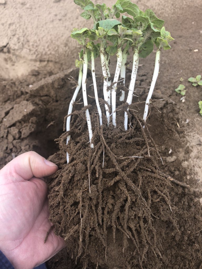 Paulvdb2016's tweet photo. These #potato fields will be bringing some delicious spuds in July and August for #barbecue season. @EcoFertilizers #biostimulant #Nutrisorb2 helping #roots and #stolons along for a great potential crop. If it doesn’t rain we will irrigate is what they tell me! #ontag https://t.co/jAvL1h2PGY