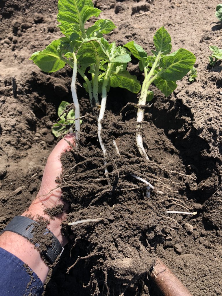 Paulvdb2016's tweet photo. These #potato fields will be bringing some delicious spuds in July and August for #barbecue season. @EcoFertilizers #biostimulant #Nutrisorb2 helping #roots and #stolons along for a great potential crop. If it doesn’t rain we will irrigate is what they tell me! #ontag https://t.co/jAvL1h2PGY