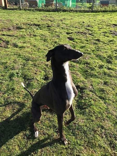 NWDogRescue's tweet photo. Please RT my details and help me find a new furever home 🐾
https://t.co/fQ3oXZXEO5 https://t.co/B9s4JWz7H4