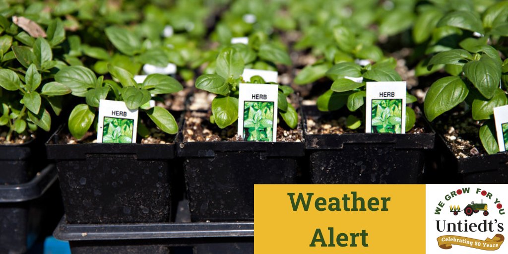 🚨Weather Alert🚨 The temperatures forecasted for tonight and tomorrow are quite chilly for this time of year. A friendly reminder to protect your cold sensitive plants such as herbs, cucumbers, peppers, and tomatoes by bringing them into the garage or covering them with a sheet.