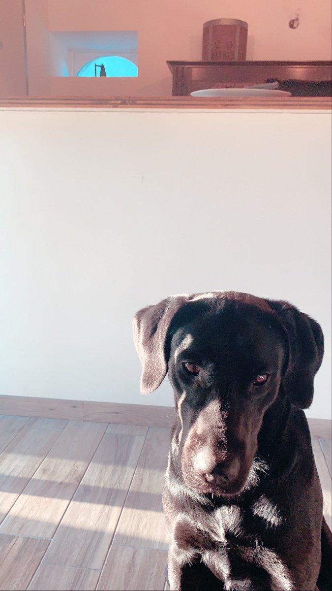 ines_jss's tweet photo. Ma chienne a disparu cette après midi à voivres-lès-le-mans et alentours (spay, louplande, roeze, fillé, etivale...) 
Elle s’appelle Nina et est très gentille, mais elle peut avoir peur
Si vous l’apercevez vous pouvez essayer de l’approcher Contactez le 0634727669 
RT appréciez🙏🏼 https://t.co/jiu7mXWphq