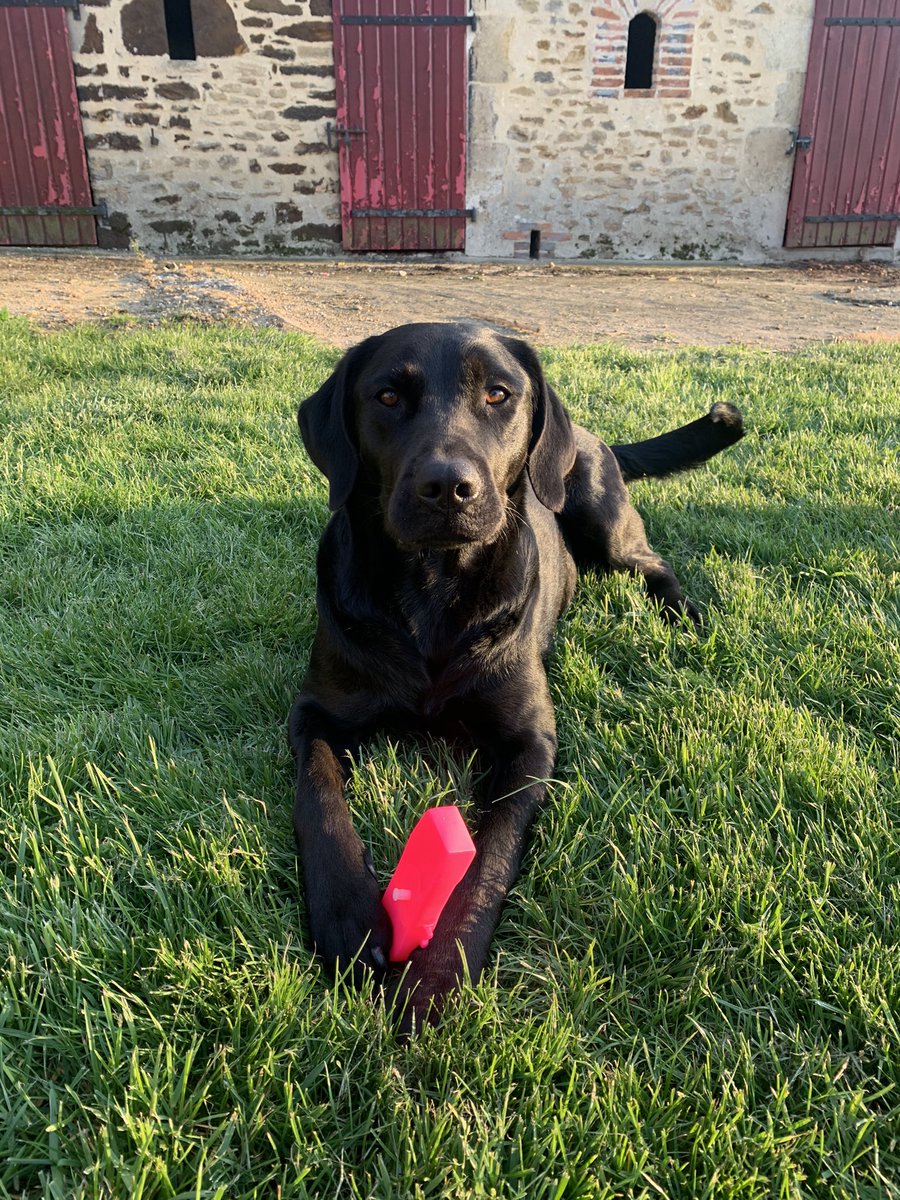 ines_jss's tweet photo. Ma chienne a disparu cette après midi à voivres-lès-le-mans et alentours (spay, louplande, roeze, fillé, etivale...) 
Elle s’appelle Nina et est très gentille, mais elle peut avoir peur
Si vous l’apercevez vous pouvez essayer de l’approcher Contactez le 0634727669 
RT appréciez🙏🏼 https://t.co/jiu7mXWphq