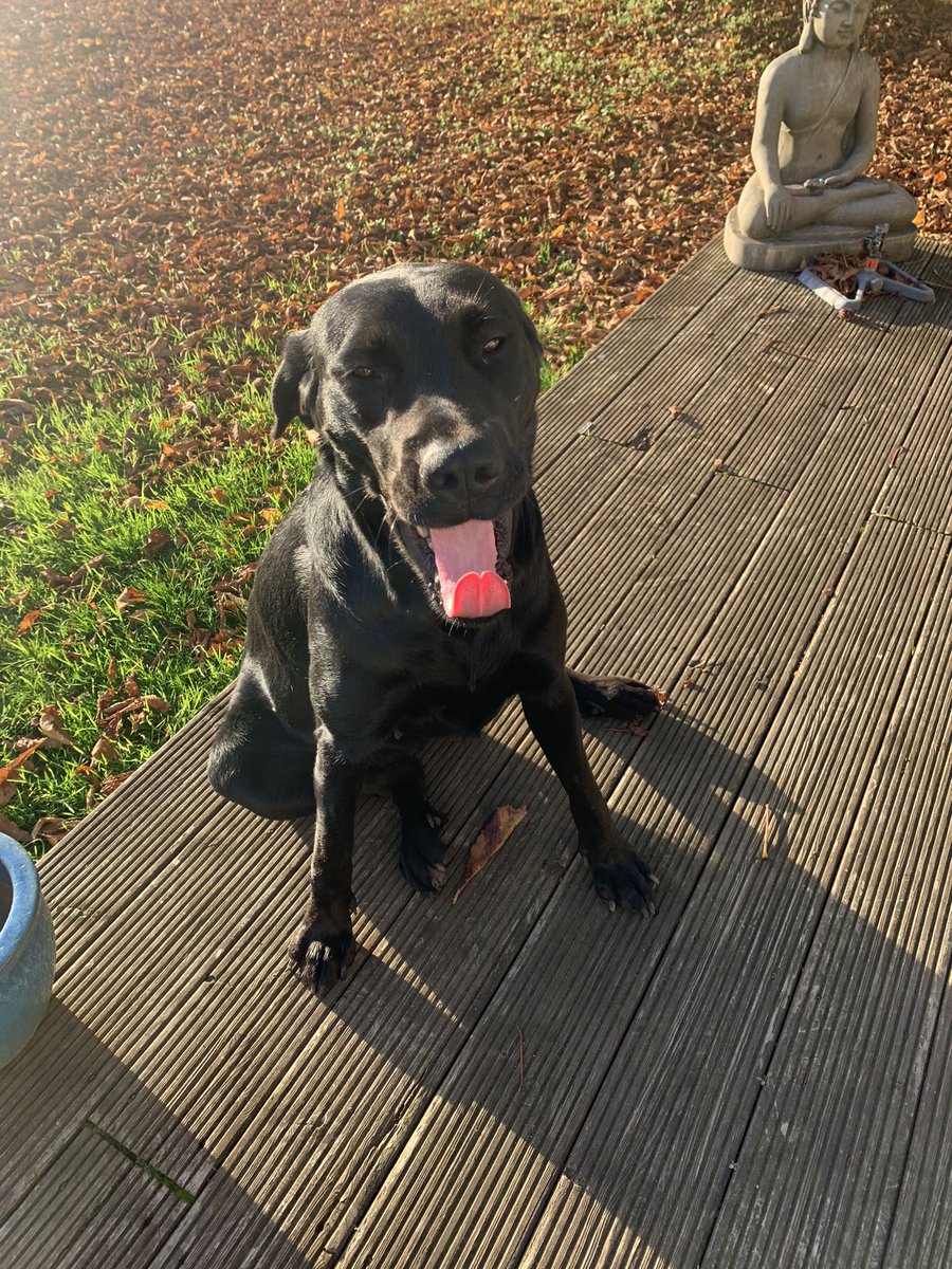 ines_jss's tweet photo. Ma chienne a disparu cette après midi à voivres-lès-le-mans et alentours (spay, louplande, roeze, fillé, etivale...) 
Elle s’appelle Nina et est très gentille, mais elle peut avoir peur
Si vous l’apercevez vous pouvez essayer de l’approcher Contactez le 0634727669 
RT appréciez🙏🏼 https://t.co/jiu7mXWphq