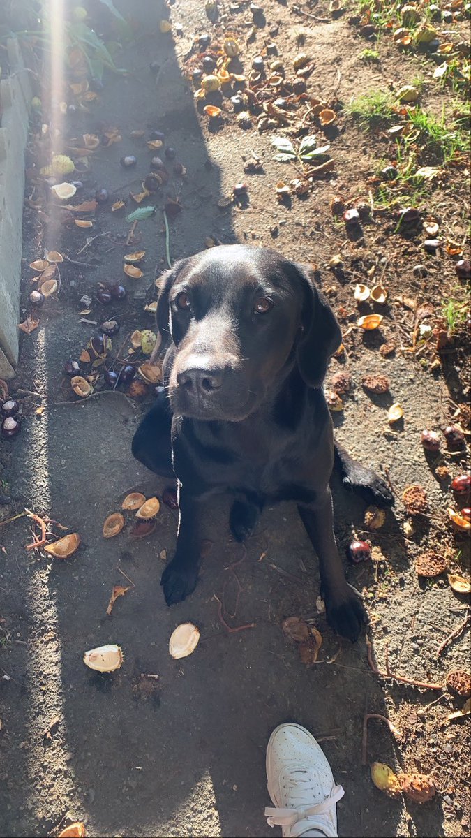 ines_jss's tweet photo. Ma chienne a disparu cette après midi à voivres-lès-le-mans et alentours (spay, louplande, roeze, fillé, etivale...) 
Elle s’appelle Nina et est très gentille, mais elle peut avoir peur
Si vous l’apercevez vous pouvez essayer de l’approcher Contactez le 0634727669 
RT appréciez🙏🏼 https://t.co/jiu7mXWphq