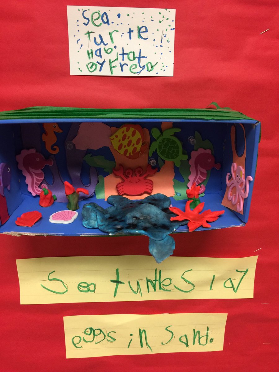 mpsctnews's tweet photo. Did you know Sea Turtles don’t have feet? They have flippers! The students at Live Oaks Elementary taught us all about it with their Sea Turtle displays.  Great job! ⁦@RoseMarzinotto⁩ https://t.co/WsaFGDhIYR