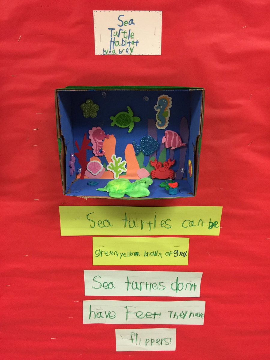 mpsctnews's tweet photo. Did you know Sea Turtles don’t have feet? They have flippers! The students at Live Oaks Elementary taught us all about it with their Sea Turtle displays.  Great job! ⁦@RoseMarzinotto⁩ https://t.co/WsaFGDhIYR