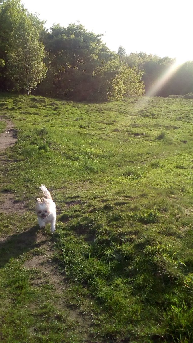 natalievaness15's tweet photo. Wheeeeeeee! Flyin around me moor! Itz a hot evenin, n sunbeams are chasin me, but dat no hold me back! πΎπΎπΎπΎπΎπΎπ
#SpringTallulah βοΈπΌπ» https://t.co/DpG0viwhtb