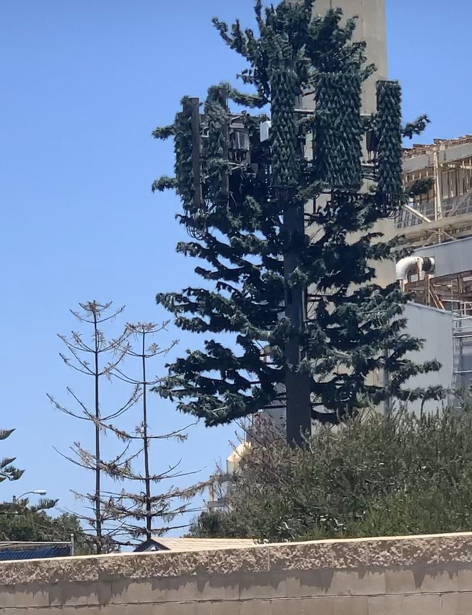 Cernovich's tweet photo. Notice anything about this tree? https://t.co/waYPgQDm7K