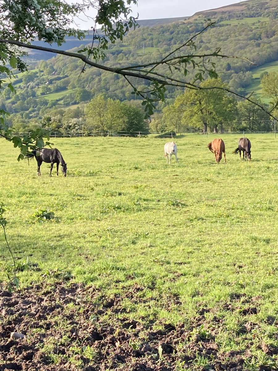 Crickhowell_Running tweet media