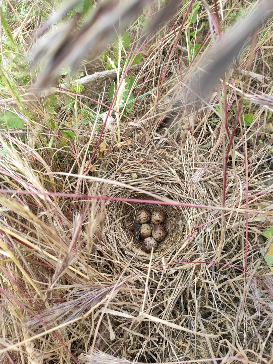Sorpresa durant l'esporga.