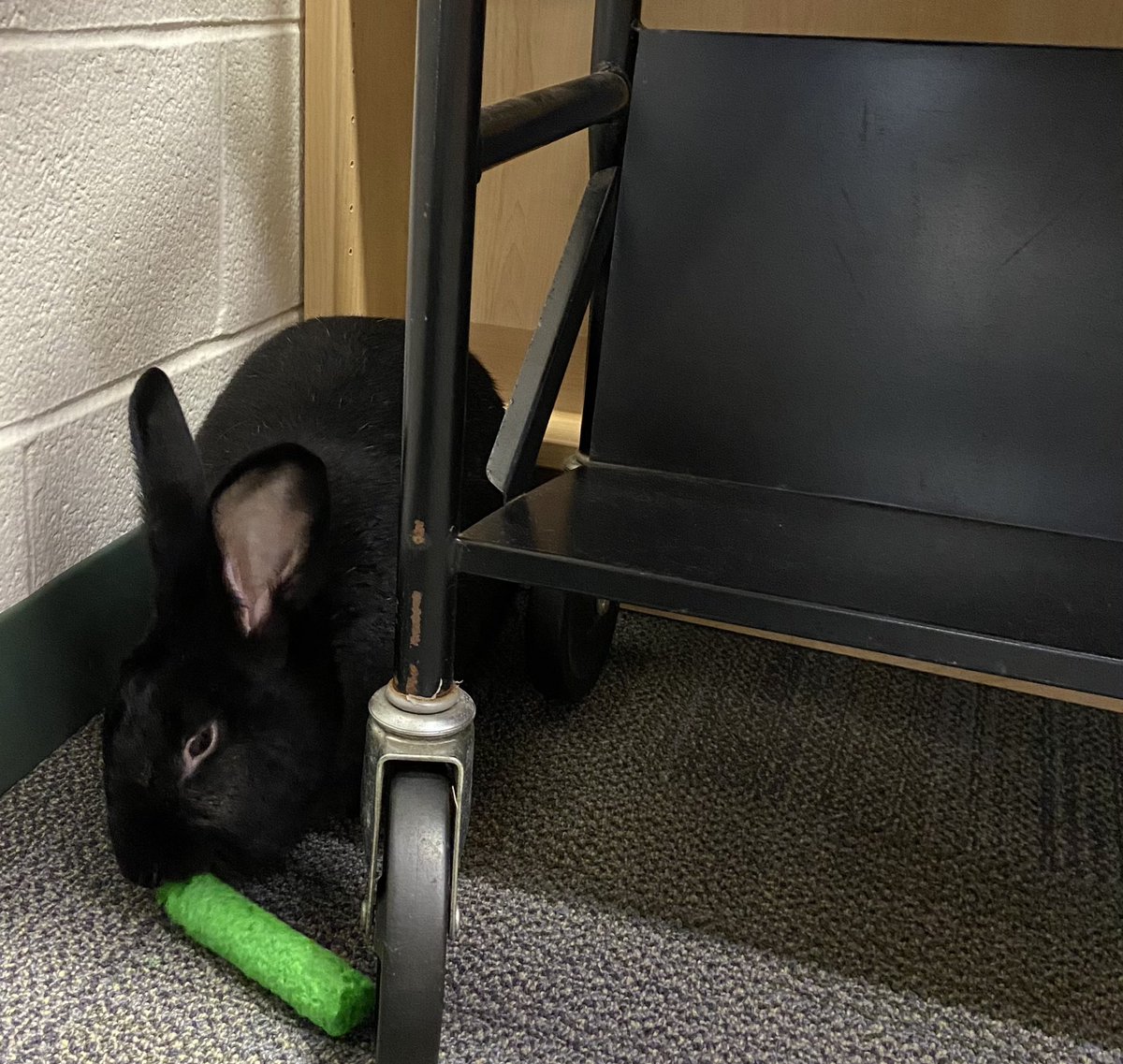 Mrs. Ann Bishop tweet media