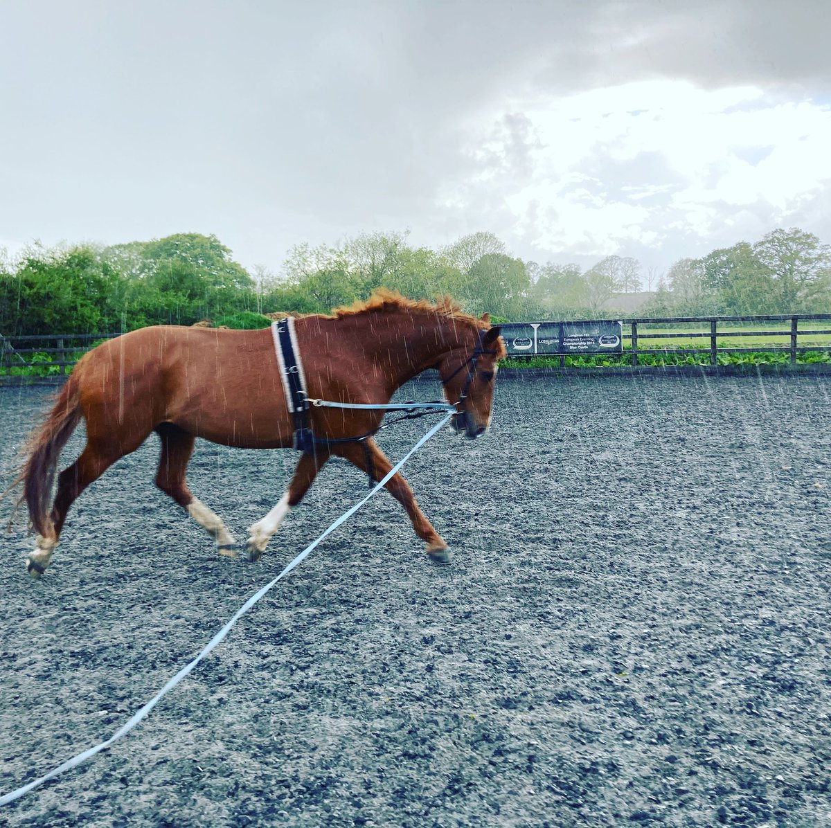 Amino bred ginger nut proving his usual challenging self!! At least he’s helping me strengthen up again!!🙈