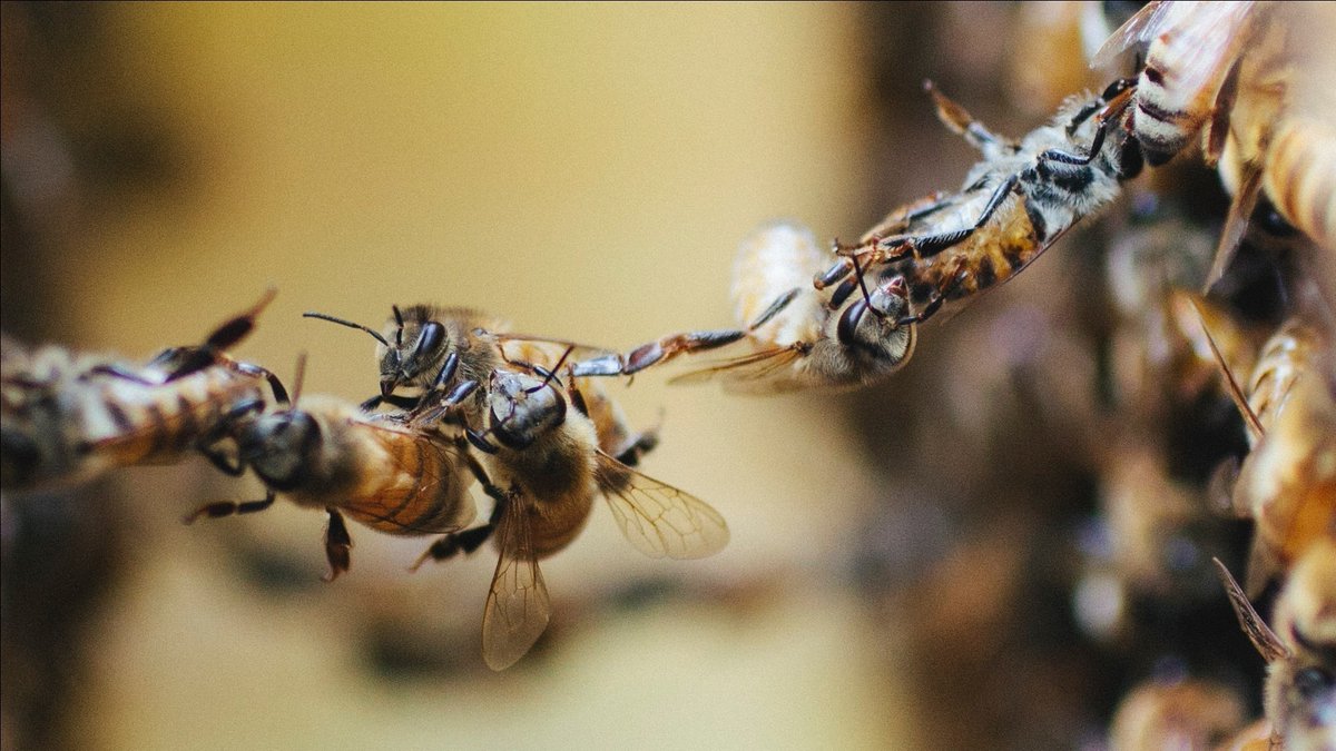 beesponsible's tweet photo. "Pivot! PIVOT!"
#honeybees #teamwork #festooning https://t.co/KmY8VY20FP