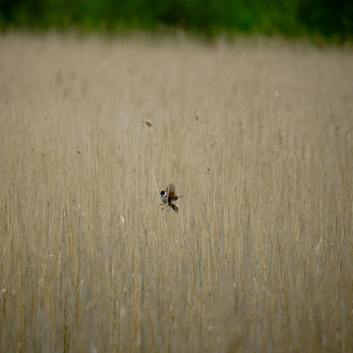 Next time you see a reed field look really close, sometimes you get rewarded with a beautiful #reedbunting like this one 😍🖤🤍🤎
#wanderlust
#rohrammer #escribanopalustre #schleswigholstein #birdphotography #planetbirds #vogelfotografie_deutschland #fujifilm #naturschutz #nabu