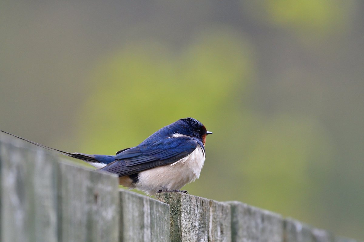 #springwatchlist #Swallow