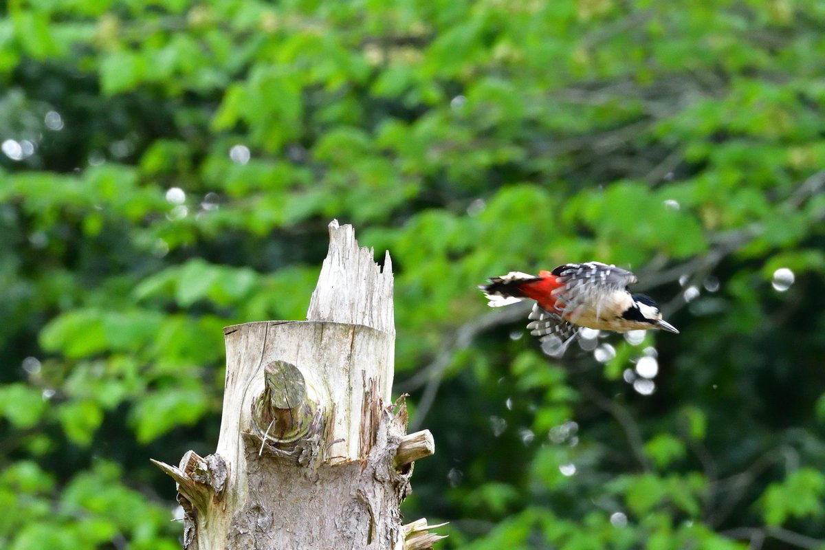 #springwatchlist #GreaterSpottedWoodpecker