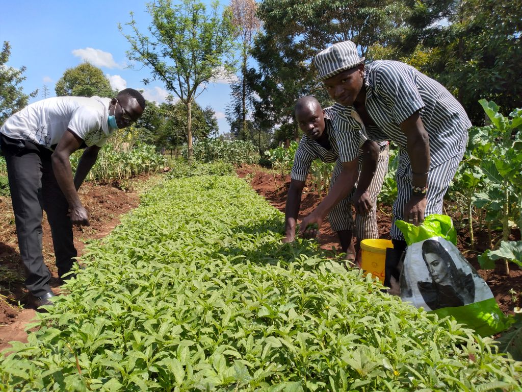 Thrive4Good's tweet image. The quality and quantity of food available in a prison has a major influence on the quality of a prisoner’s life. The availability of safe and healthy food is essential in maintaining and improving prisoners’ health. 

#prisonprojects
#healyh #diet #nutrition #foodavailability