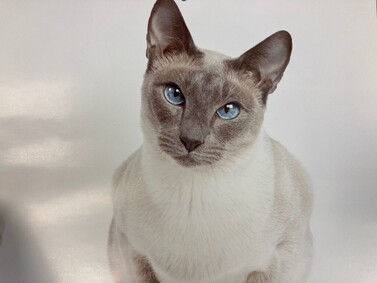 NYCDEATHROWCATS's tweet image. Beautiful Princess Di is a 9 year old kitty whose owner brought to the shelter due to personal health issues. Princess Di is DECLAWED, and she has some painful bone fragments in her paws along with bony regrowth. She will need follow up vet care for that facebook.com/NYCDEATHROWCAT…