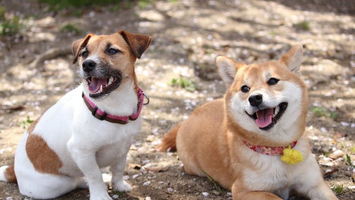 4 Ways to Raise Your Dog to Have a ‘Friendly Personality

1.Take your dog out into the world
2.Set a good example
3.Learn from older dogs
4.Attend a kindergarten or training class