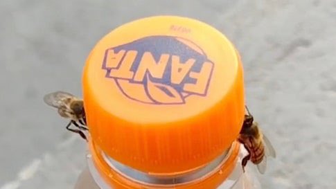 Wow 😮😍 Bow to the Bees!      Clever Bees Work Together to Unscrew Bottle  From The Weather Channel iPhone<a href="/tag/nofilter"class="tags"><span>#nofilter</span></a><a href="/tag/eyes"class="tags"><span>#eyes</span></a><a href="/tag/makeup"class="tags"><span>#makeup</span></a><a href="/tag/sleepy"class="tags"><span>#sleepy</span></a><a href="/tag/aprilshowers"class="tags"><span>#aprilshowers</span></a>