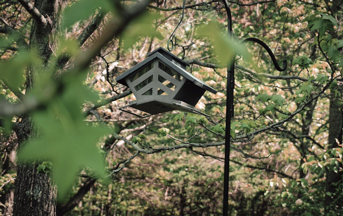 Light_Illusions's tweet photo. Birdhouse hidden in the woods
#photography #NaturePhotography #nature #environment #aestheticphotography #photoedit https://t.co/KyzKnxWFGj