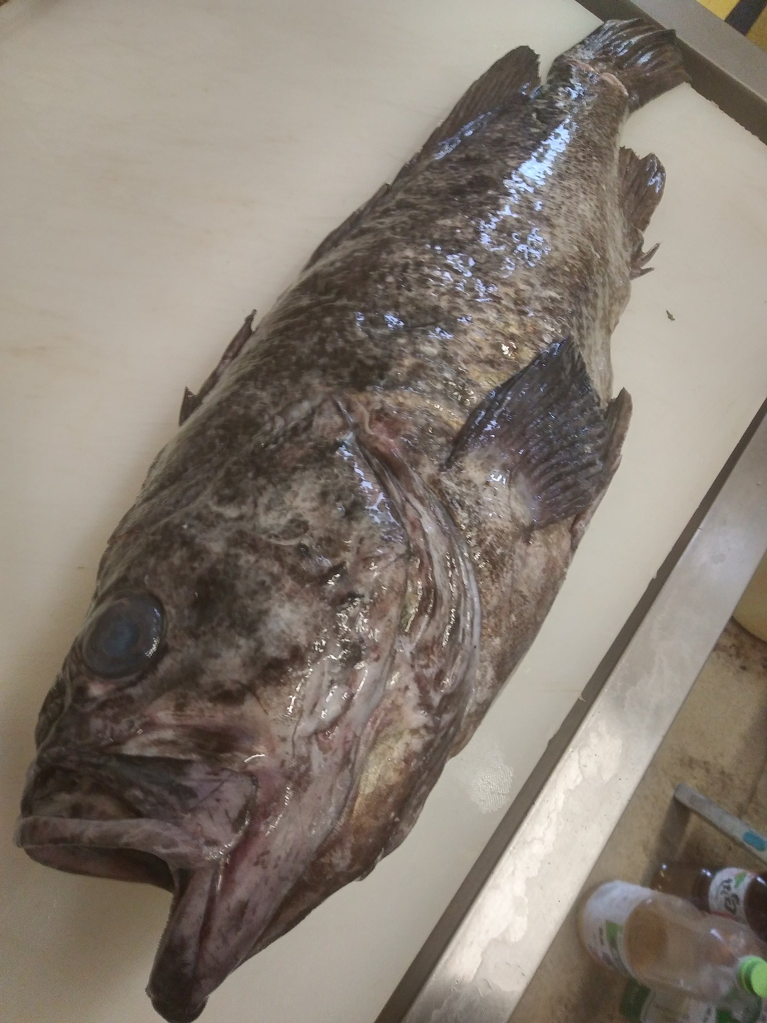 تويتر 魚菜 真 على تويتر 入荷情報 三陸沖の黒ソイ 下北半島のカサゴです 黒ソイは2 2 の大型になりますよ T Co 4ebxcefqgs تويتر 魚菜 真 على تويتر 入荷情報 三陸沖の黒ソイ 下北半島のカサゴです 黒ソイは2 2 の大型になりますよ T Co 4ebxcefqgs