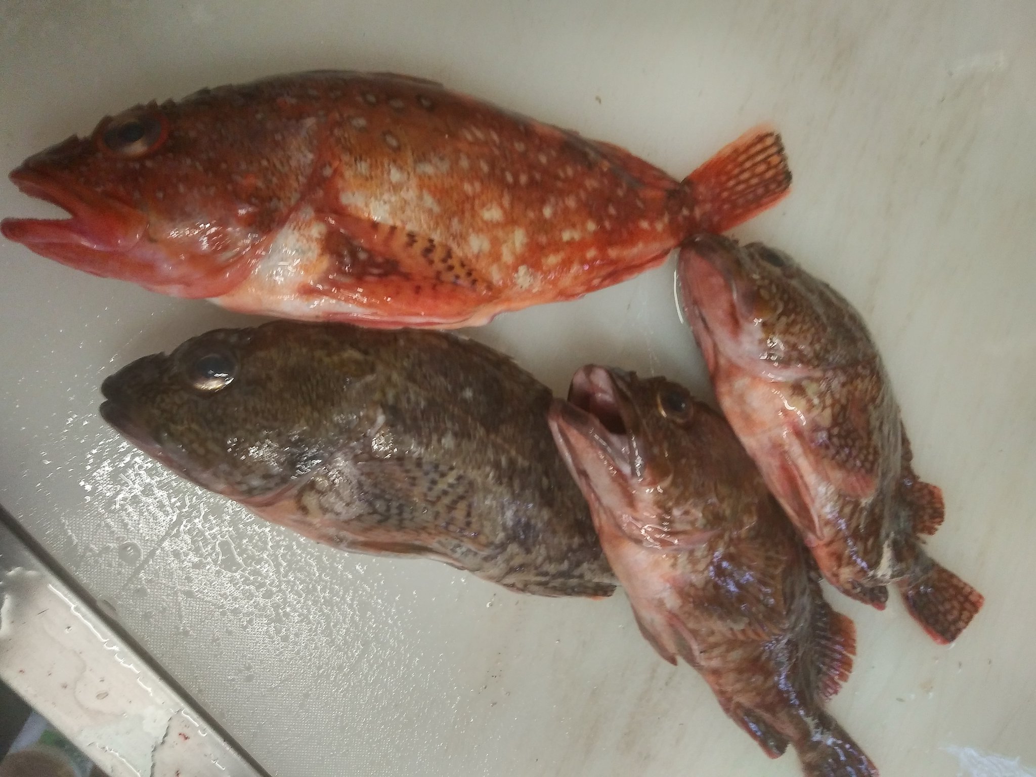 تويتر 魚菜 真 على تويتر 入荷情報 三陸沖の黒ソイ 下北半島のカサゴです 黒ソイは2 2 の大型になりますよ T Co 4ebxcefqgs