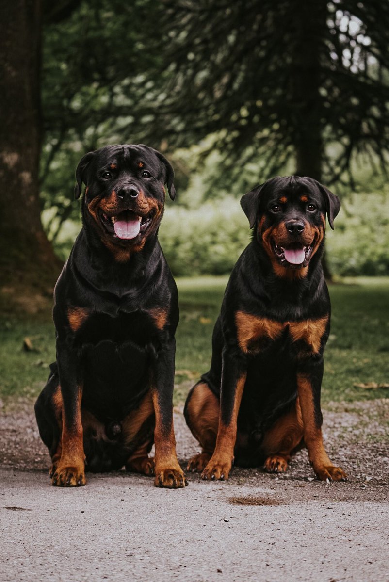 livandy_'s tweet photo. Sorry for my dogs again, just being absolutely beauties. https://t.co/otmkNfIcq7