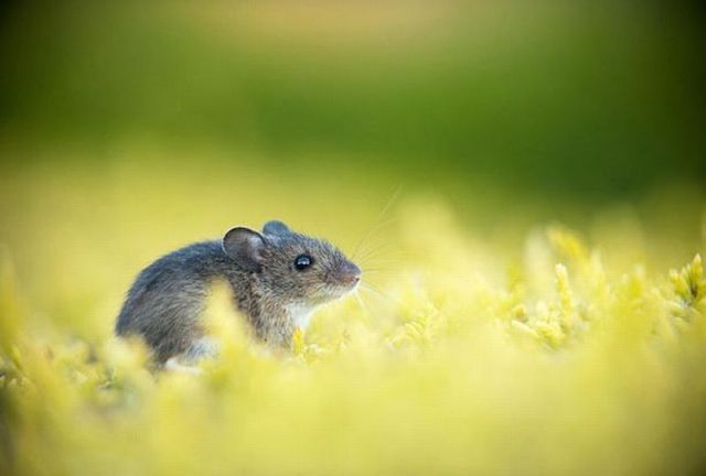 attackofthecute's tweet image. Tracking for cheese... attackofthecute.com/on/?i=9083