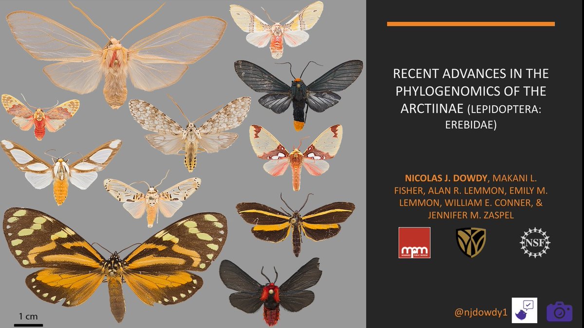 Hard to believe we're only about half a day away from the first ever Arctiinae Research Community Meeting #ARC2021! I'm so happy we pulled this together. I'm going to be in #arctiinae heaven tomorrow. My talk: Recent Advances in the Phylogenomics of the Arctiinae. <a href="/ARC_sci/">Arctiinae Research Community</a>