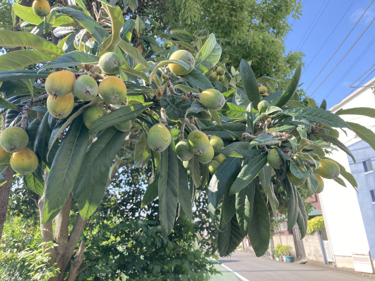 株式会社ジック على تويتر おはようございます 横浜市港北区 は晴れ 梅仕事 という言葉が聞こえてくる季節になりました 日本では年々梅干しの売上げが減っています すっぱい食べ物に馴染みのない世代が増えてきたそう なんか唾液が出てきた 企業公式