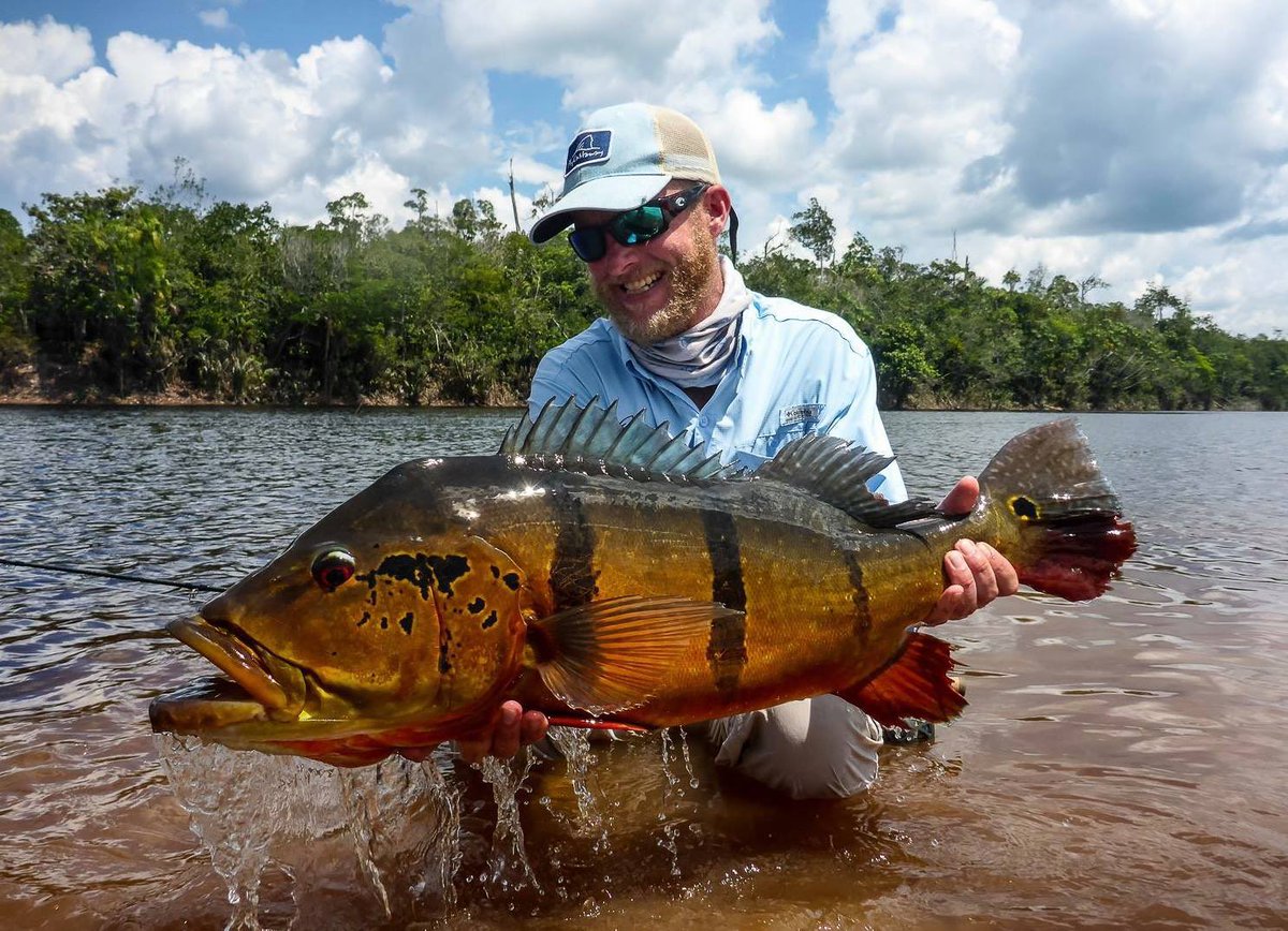 Marie monsters!
One goal for many anglers who visit us is a change to catch a fish that makes the 20 Pounder Club. With so many giant peacock bass roaming these waters, every guest has a chance at catching such a fish.

#flyfishing #flyfishing #peacockbassonfly #peacockbass