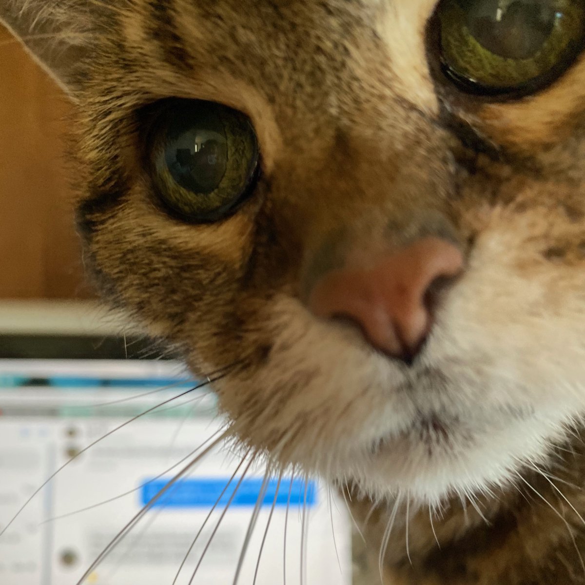 Hey all! It's been awhile, but all three catz are doing OK here in the high desert of Reno. The humans are OK, too. Hope you all are hanging in there, and congrats to all the recent S&amp;T grads--what a year. You all are AMAZING!