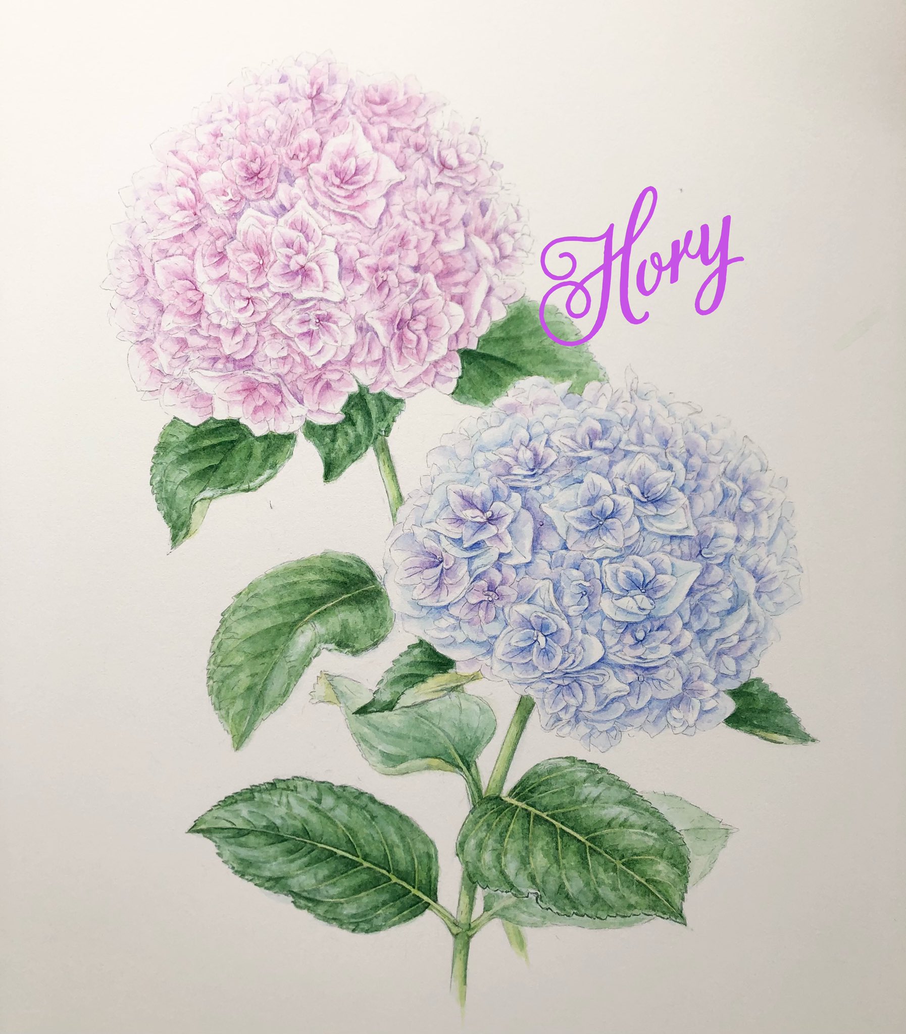 Twitter 上的 ホーリー アジサイ ハイランドランジア ボージィブーケ 小ぶりなのに 細かく花びらが八重になってて グラデーションが綺麗な アジサイ 少し時間をおいてから全体を仕上げないと 細かく描きすぎちゃうのでこの辺でupしま す アジサイ 紫陽花