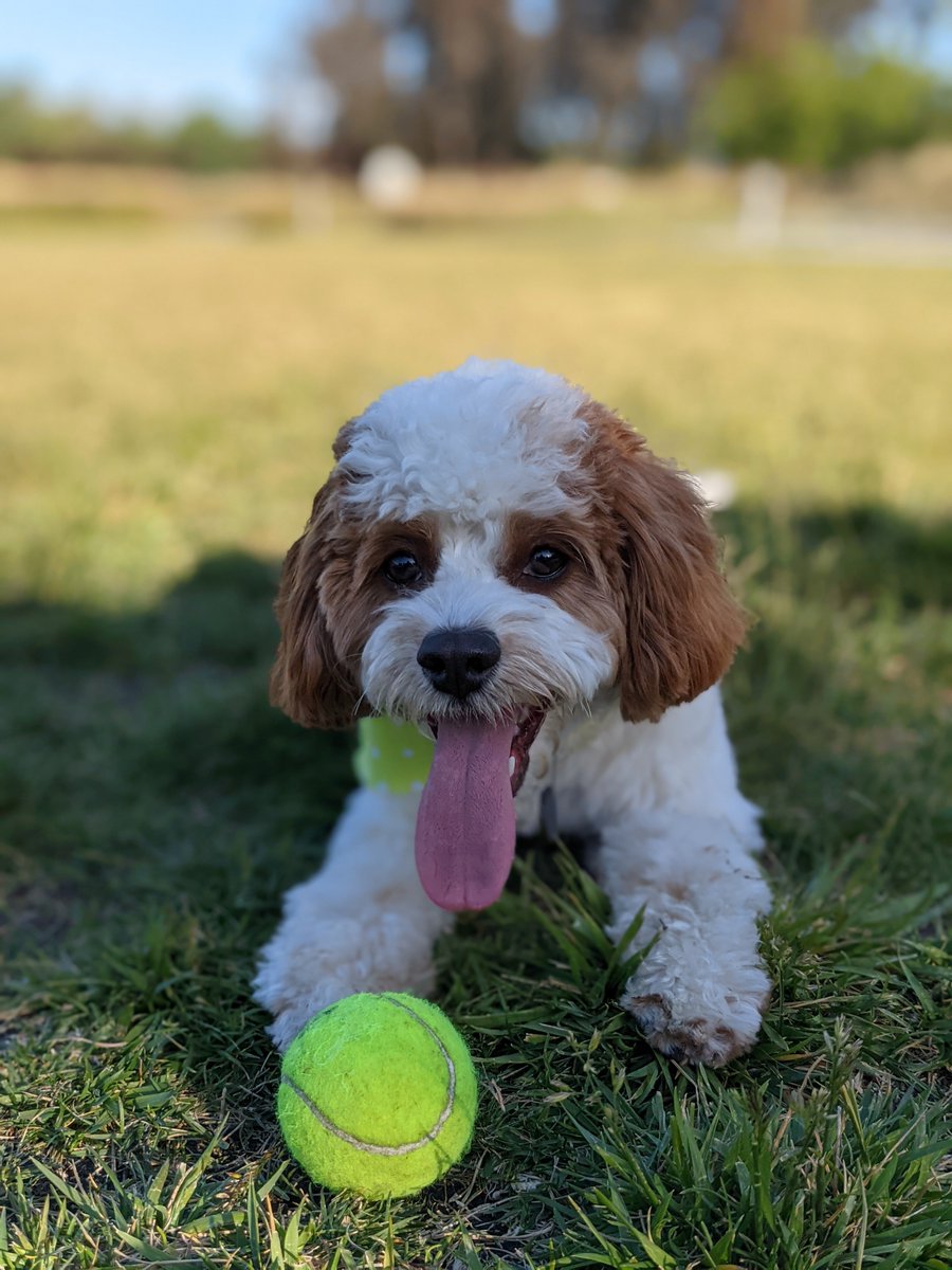 Sridhar Vadlamani tweet media