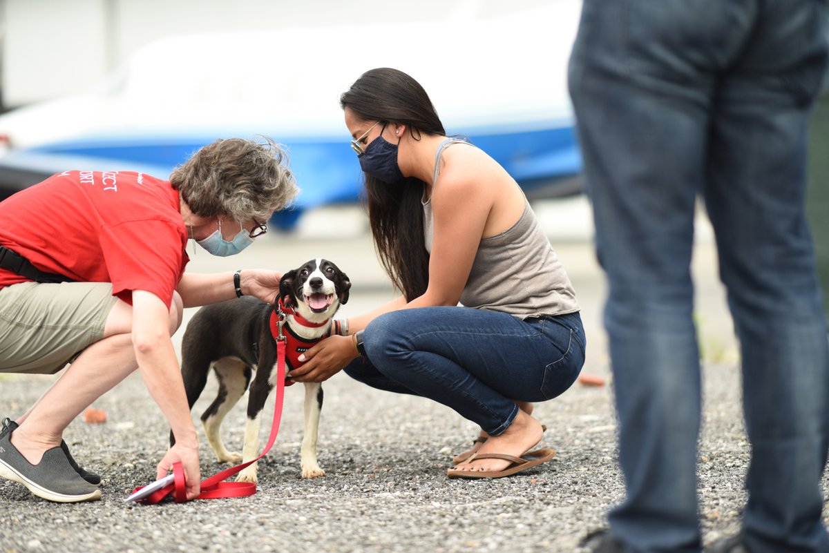 TheSatoProject's tweet photo. Here are a few more of the magic moments that we live for! Thank you to photographer Alexandra Lloyd for capturing these beautiful photos of our satos meeting their new families for the very first time at the airport.
#MissionPossible13 #FreedomFlight #Rescue #dogs https://t.co/wHxQCa6ZNp