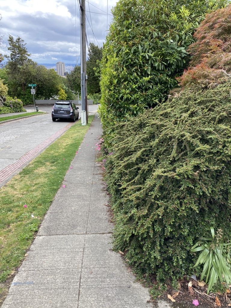 VeloBusDriver's tweet image. Until light sabers are a thing, I’ll have to file #FinditFixit report and 🤞. 

I’d prefer to mark the request “reasonable effort”. I don’t expect (or even want) these plants to be cut back completely, but once you reach the center of the sidewalk we’re well past reasonable.