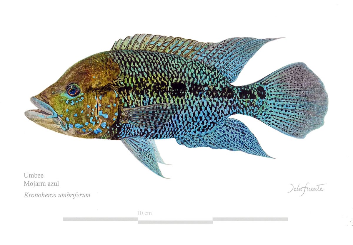 rdelafontain's tweet photo. Watercolor on Fabriano 310gr/m2 56x38cm #fishart 44x21cm
This magnificent, extraordinary beautiful unique #cichlid is an iconic endemic species from Rio de la #magdalena
The #mojarraazul Kronoheros umbriferus #umbee #kronoheros https://t.co/a6G5rsiCeJ
