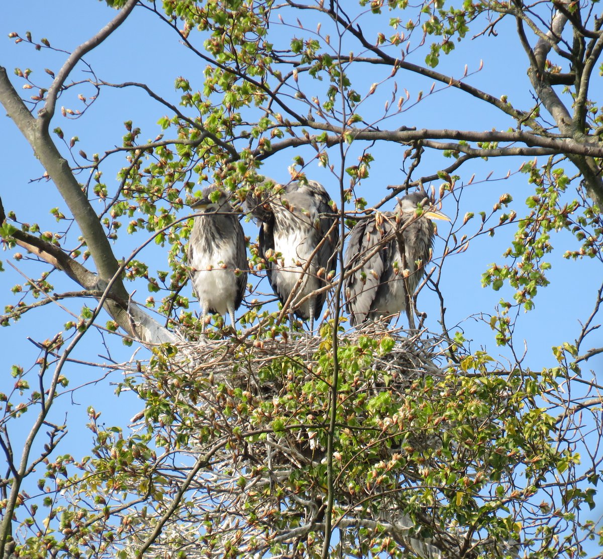MHPNatureGroup's tweet photo. One of the London heronries mentioned on @BBCSpringwatch is @MordenHallPkNT . This trio look like they've outgrown the #nest, time to move on! #birds #londonbirds https://t.co/uf3F54Uex3