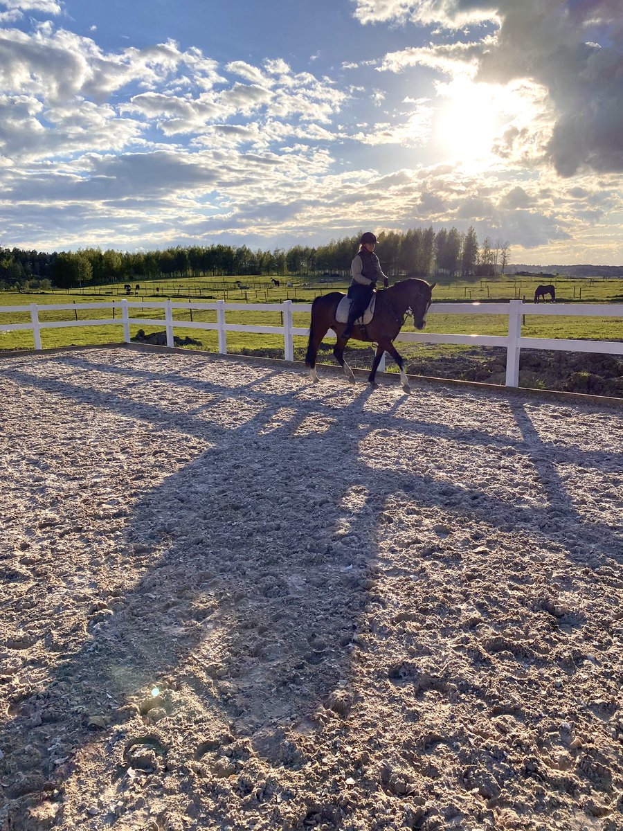VictoriaArkin's tweet photo. Livet med dig. Full med överraskningar ❣️#thoroughbred https://t.co/mriDq0WmRq